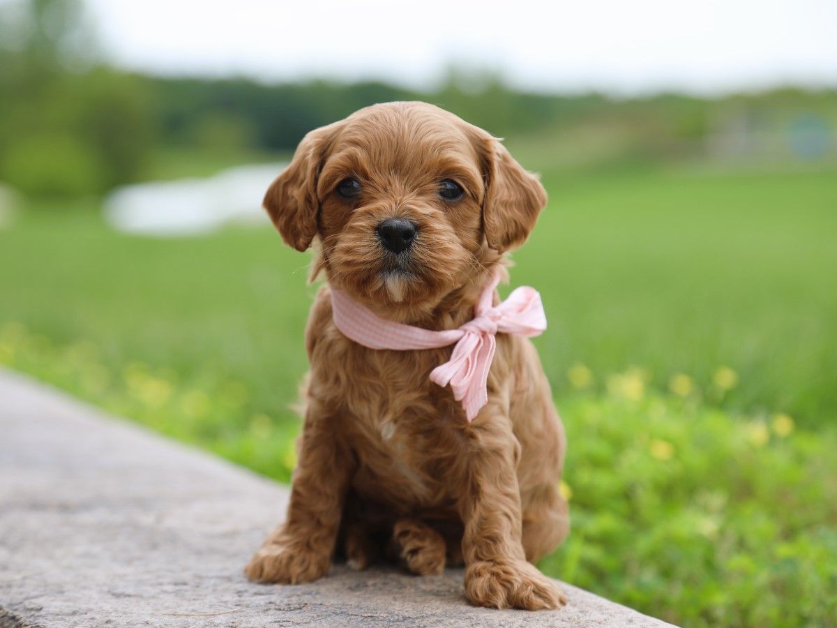 Zoe (2).JPG