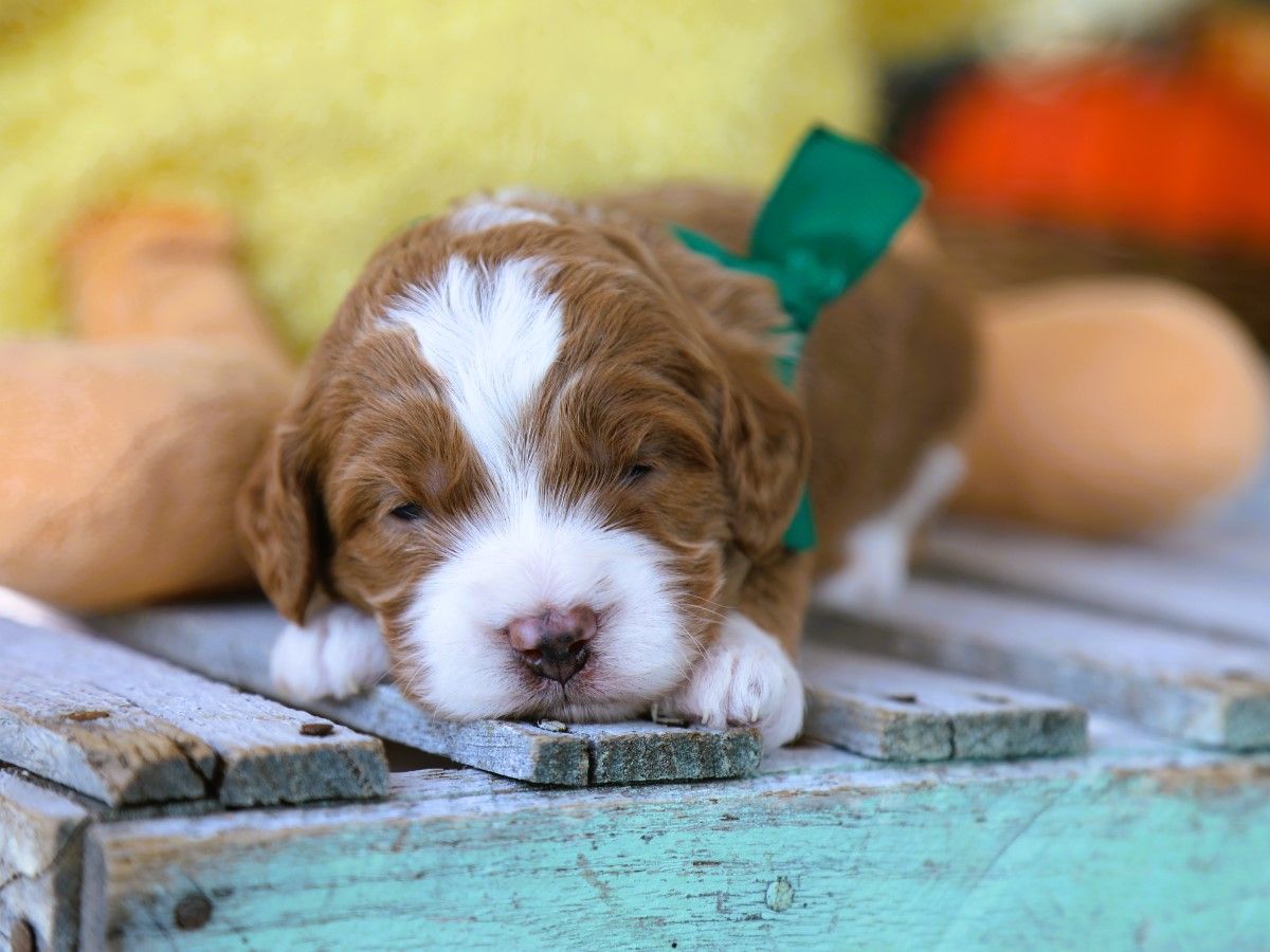 Toffee (4).JPG