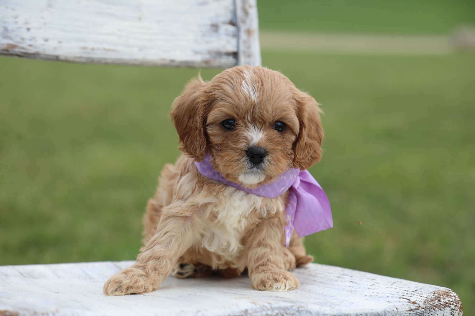 Lyla (2).JPG