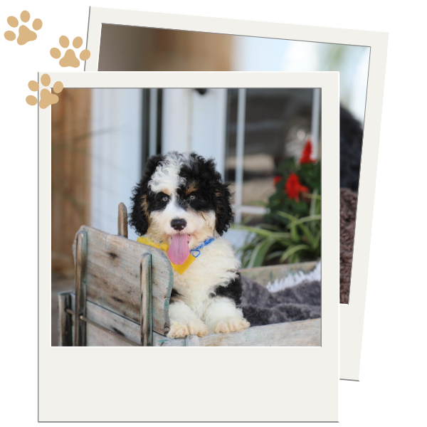 Bernedoodle Puppies for Sale - Image 2.png