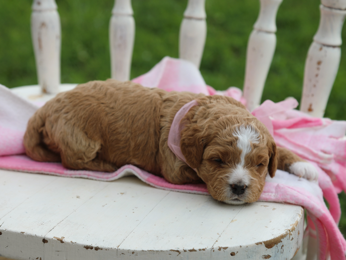 Ginger (3) (1).png