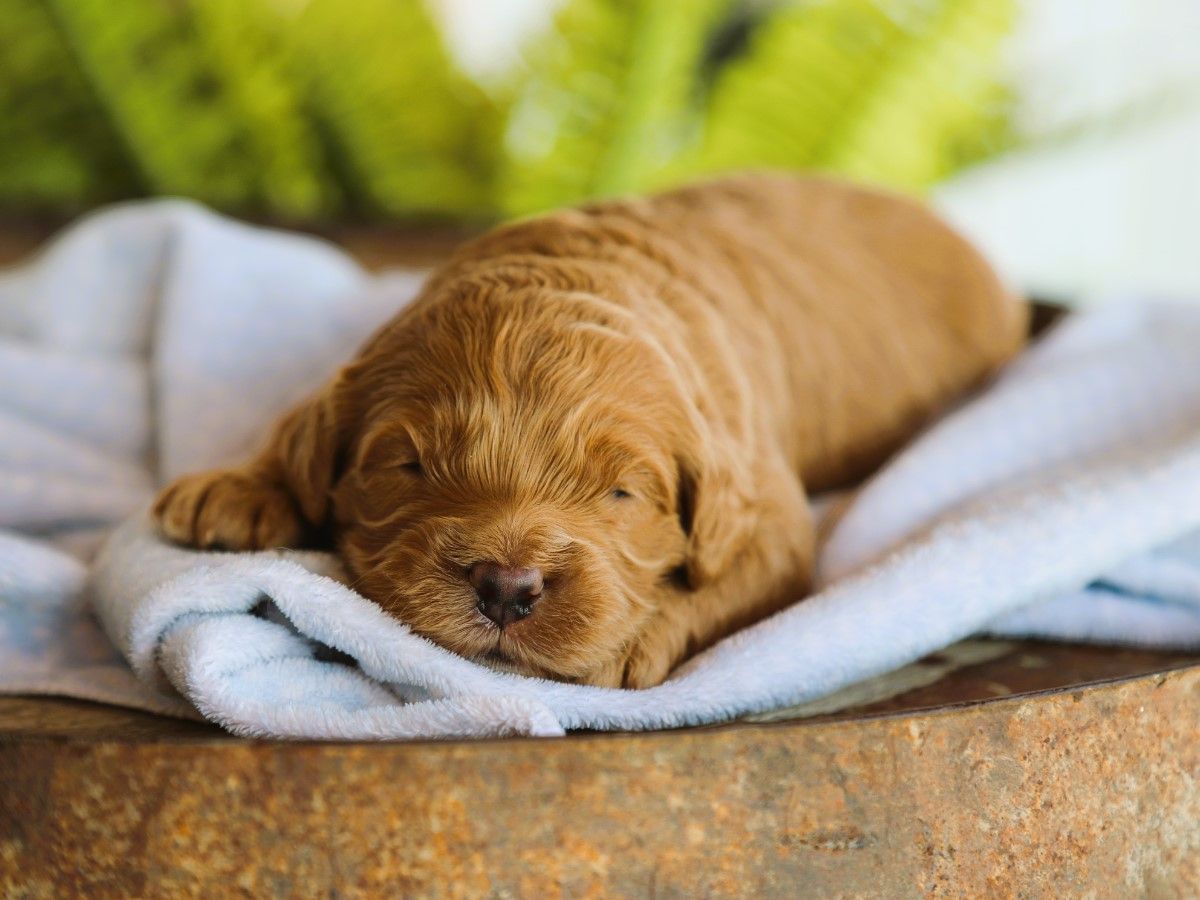 Teddy • click to meet