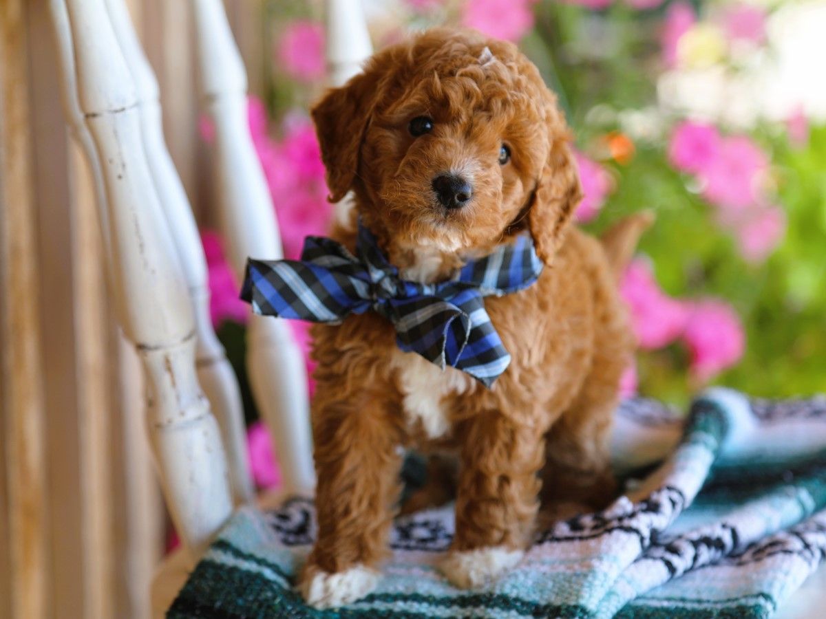 Finnegan • click to meet