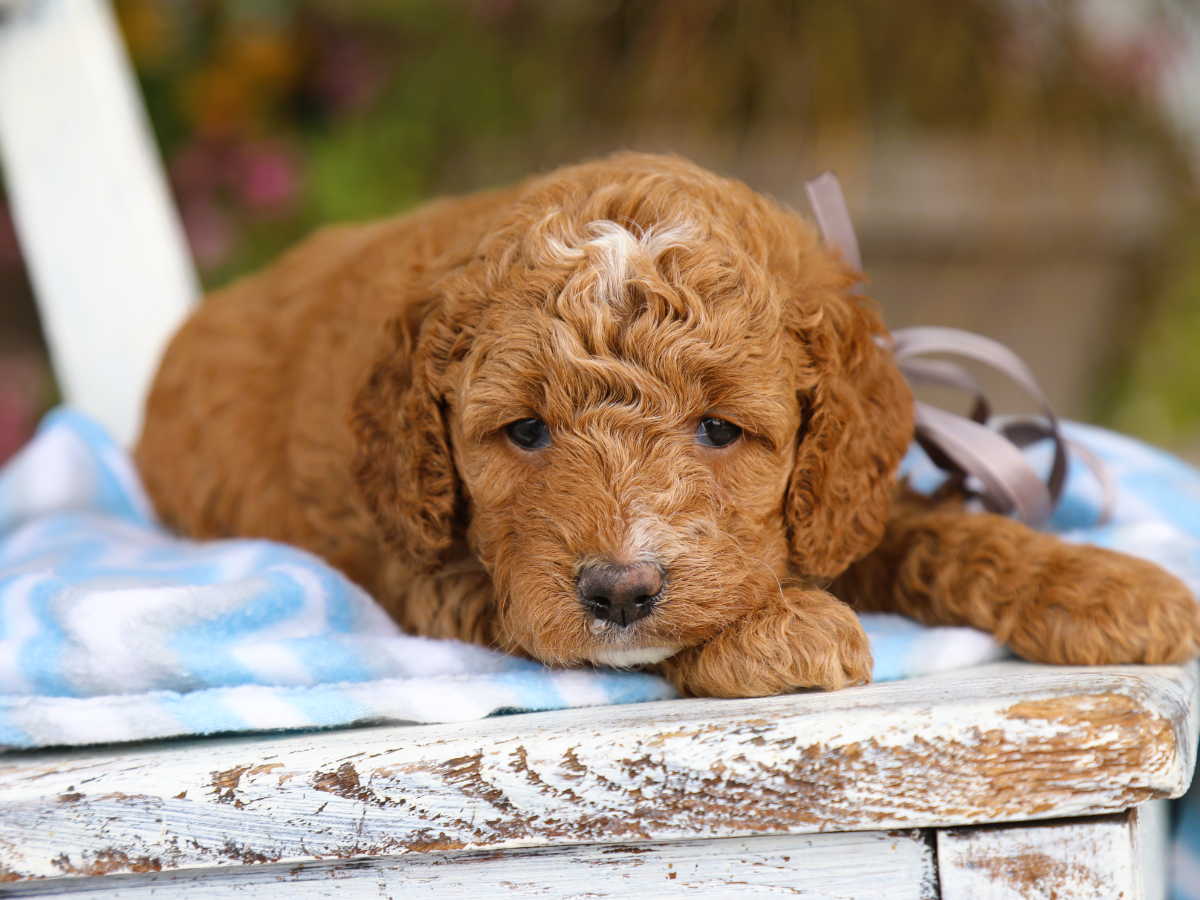 Remi • click to meet