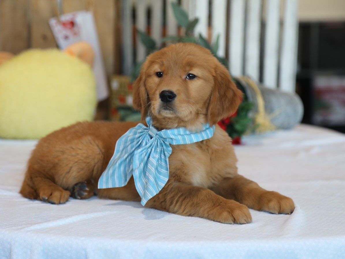  Lucia - Click to meet