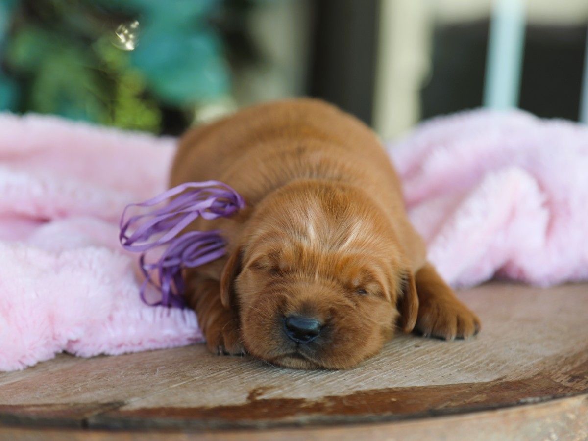  Goldie • Click to meet