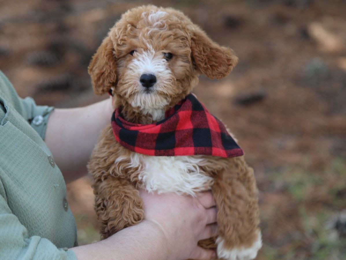  Betsy - click to meet