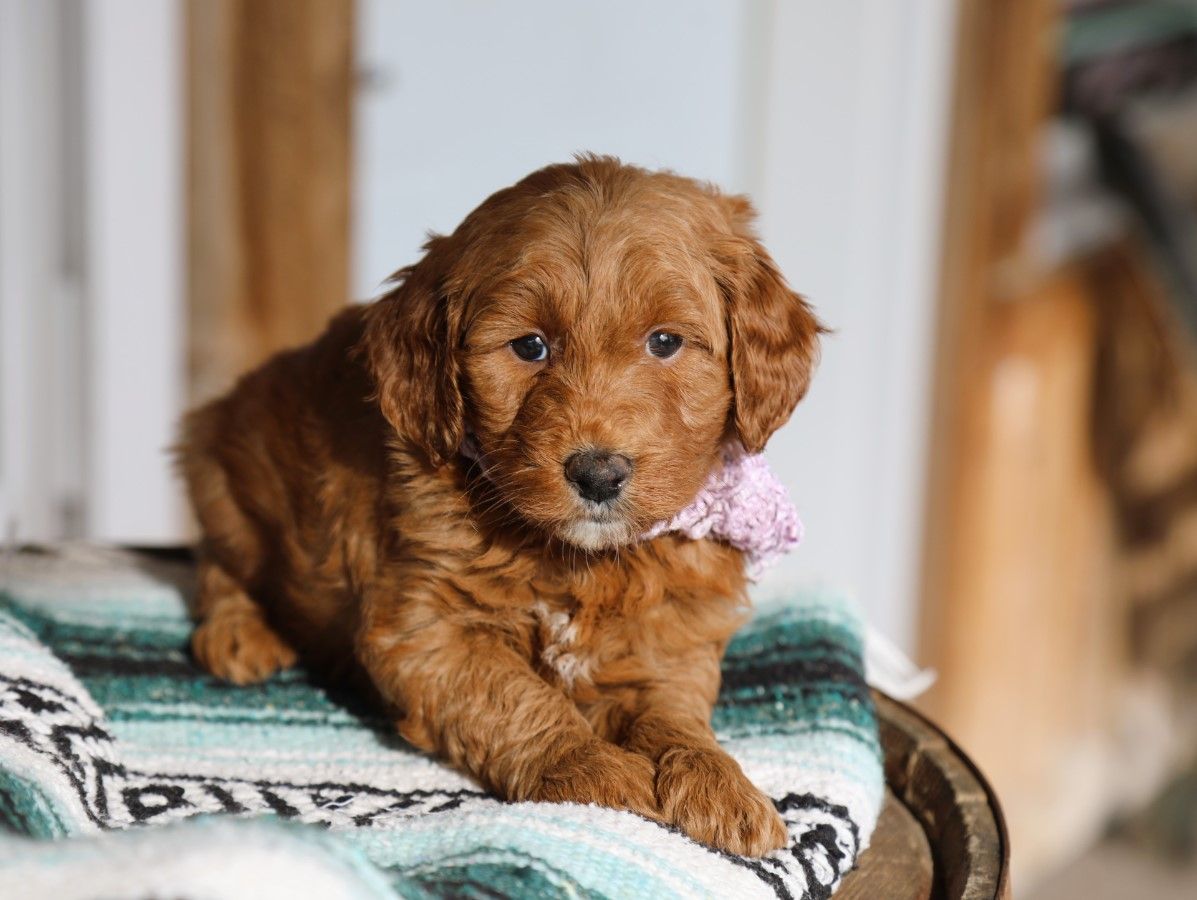 izzy (2).JPG