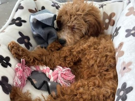 "Wildwood Doodles is amazing. Our little Goldendoodle is precious with the best temperament. She is sweet and loving. First class experience!" JANIE • HOMED
