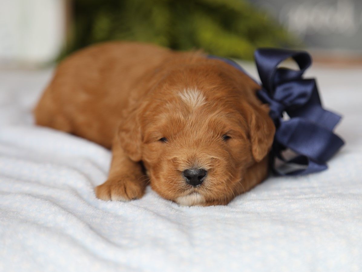 Chad - click to meet