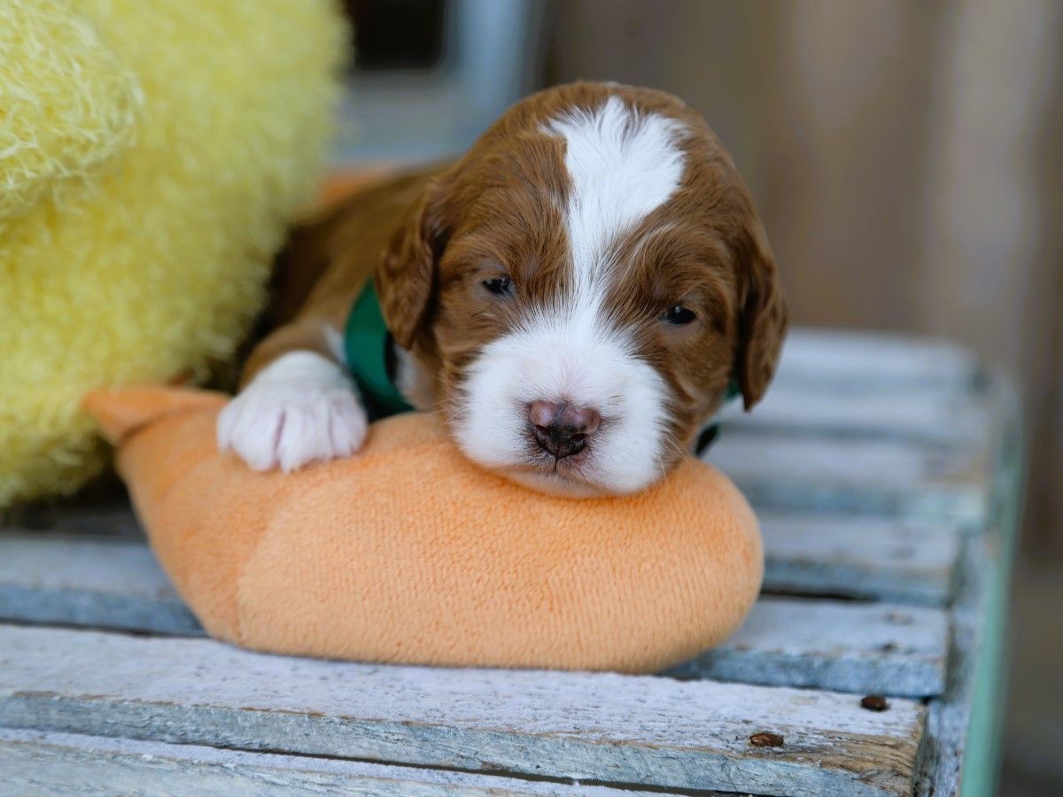 Toffee (3).JPG