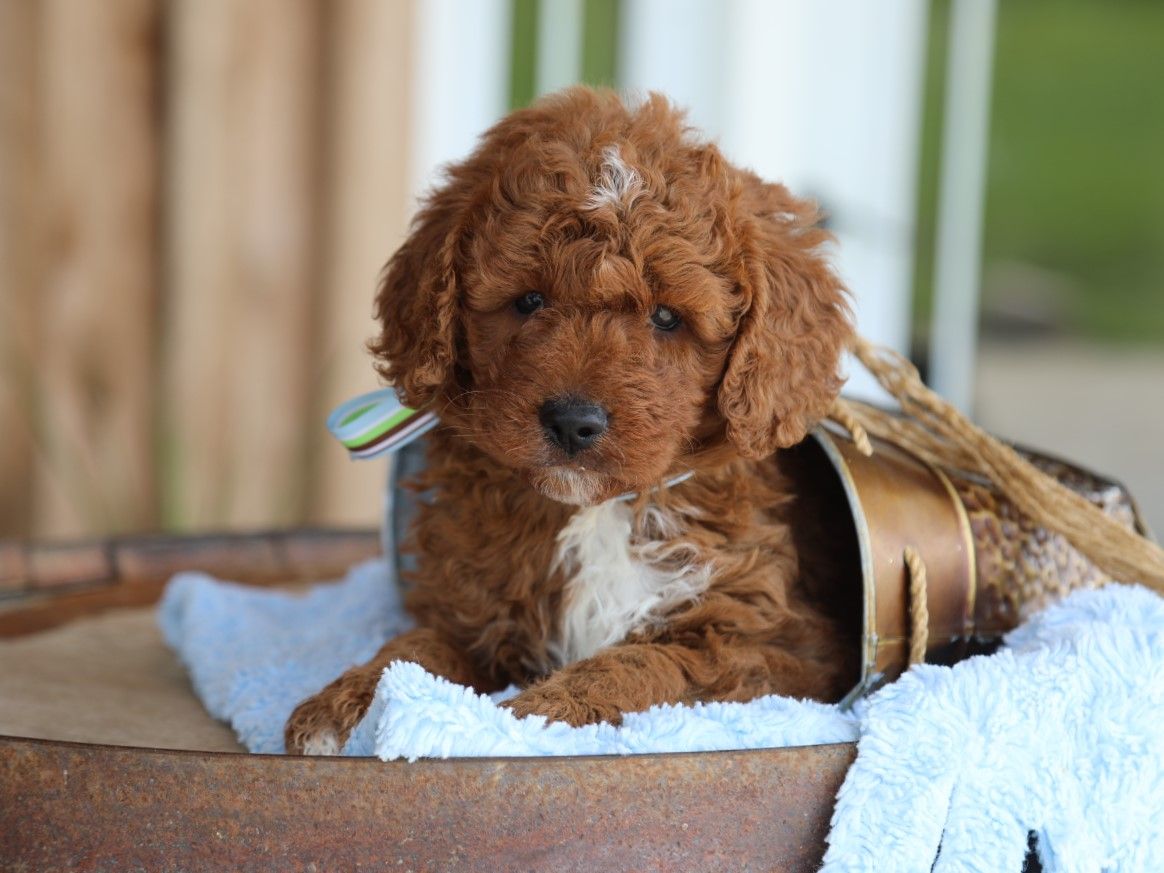 ryder (11).JPG