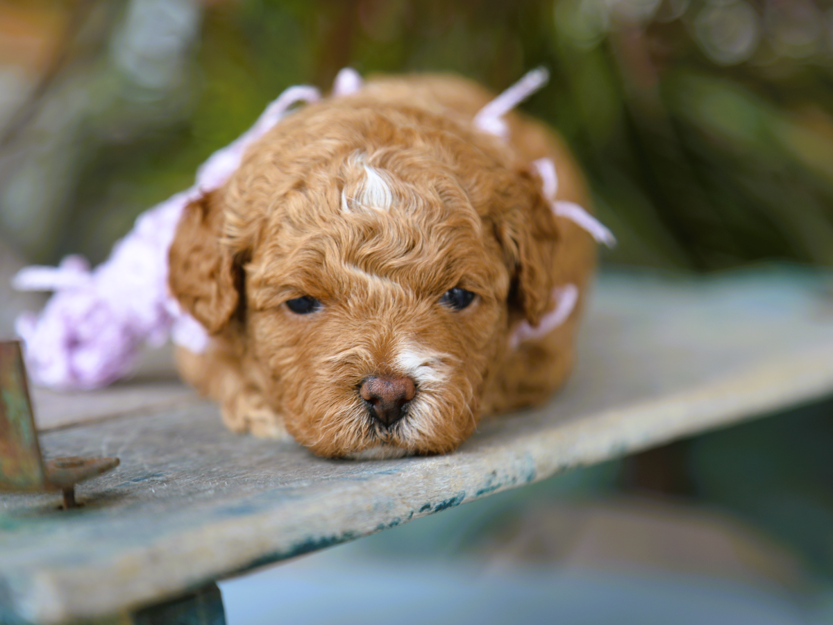 Tilly (3).png
