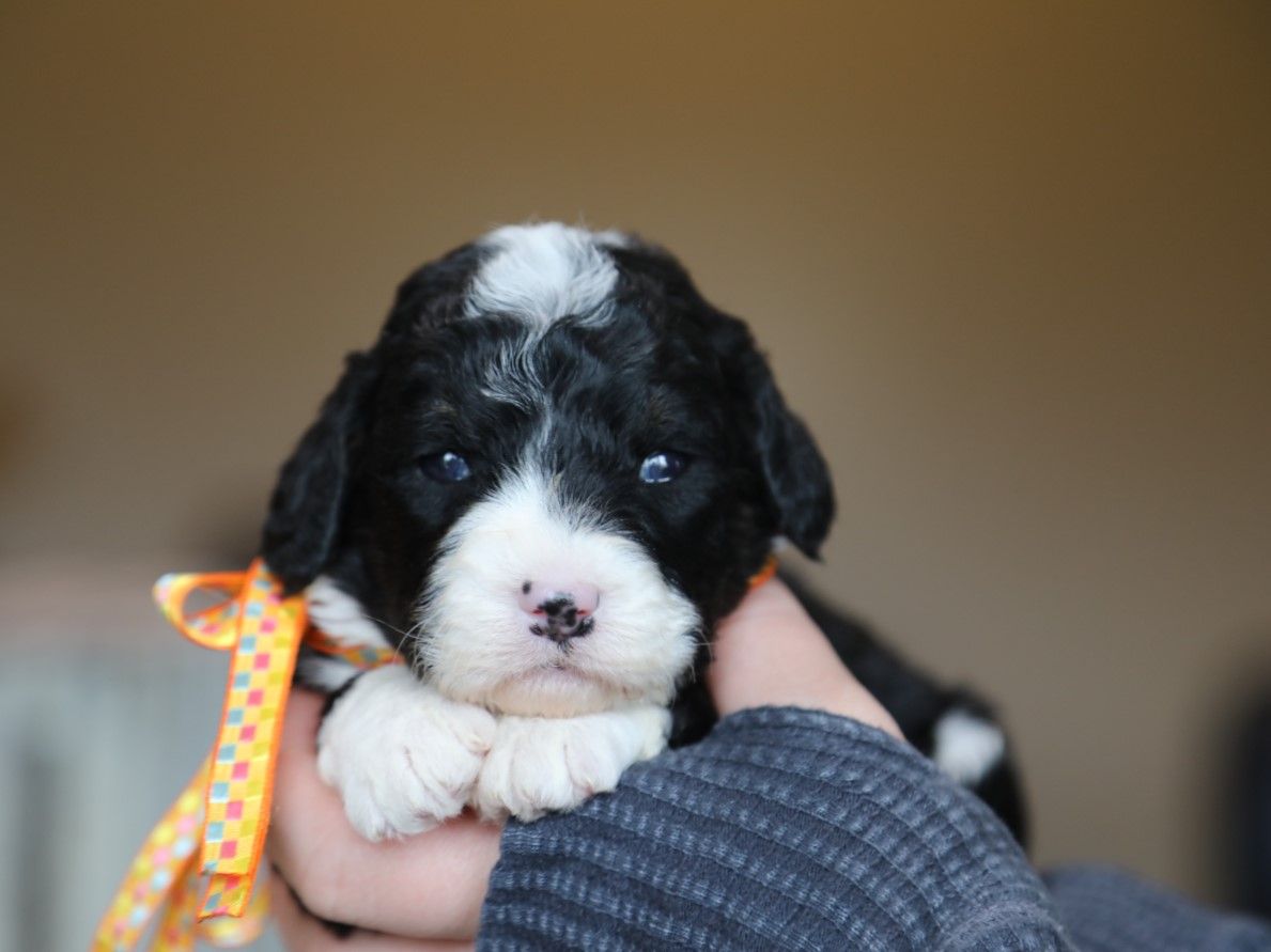 Willow - click to meet