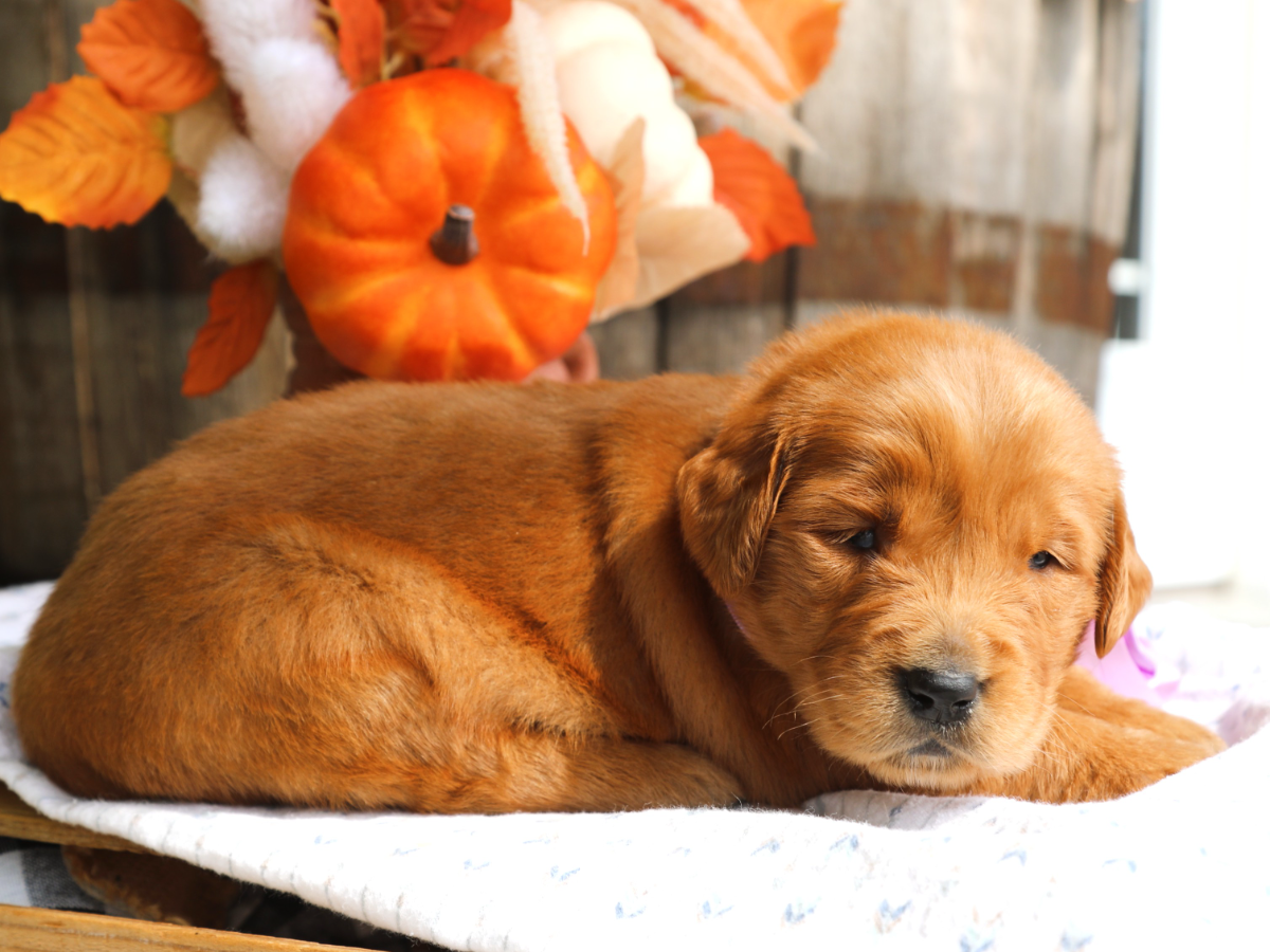 Savannah • click to meet
