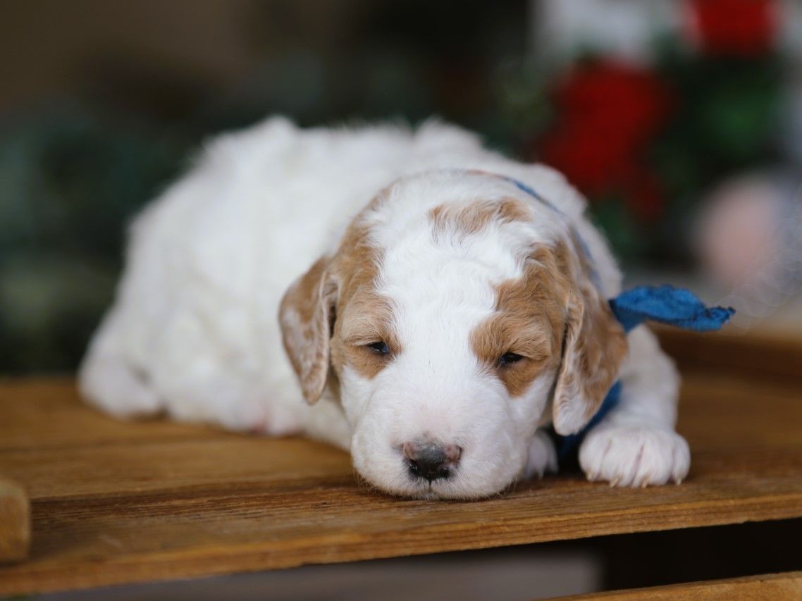 spencer (3).JPG
