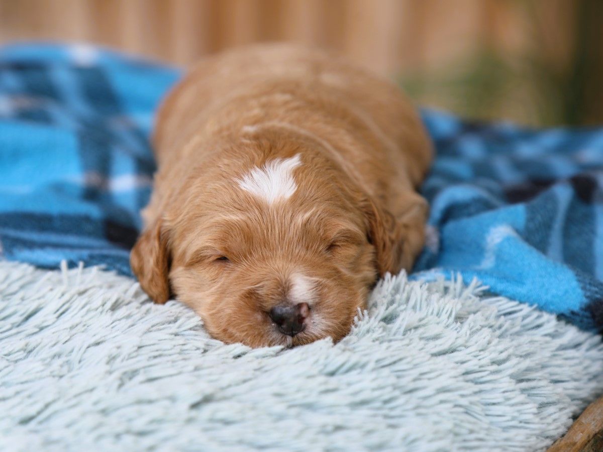 Teddy (4).JPG