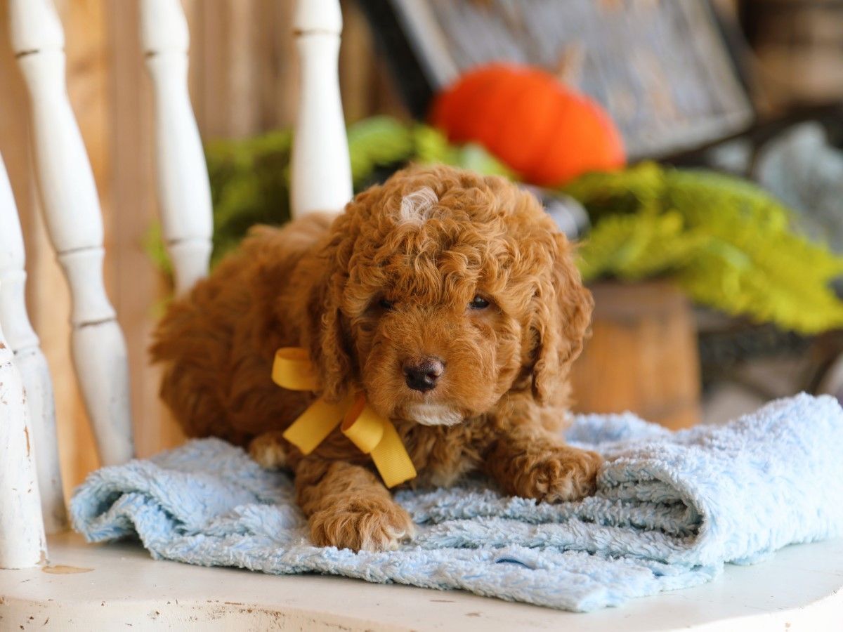 olly (1).JPG