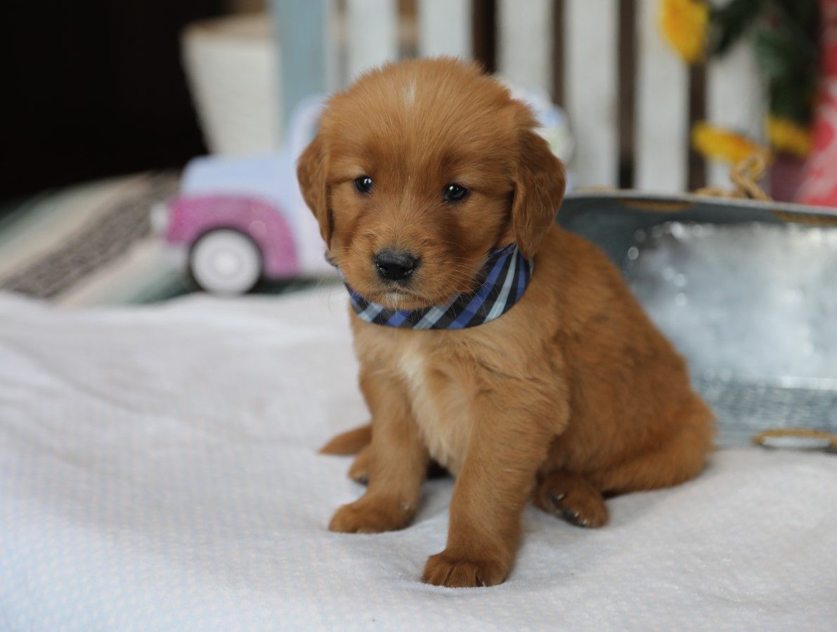 Sawyer (3).JPG