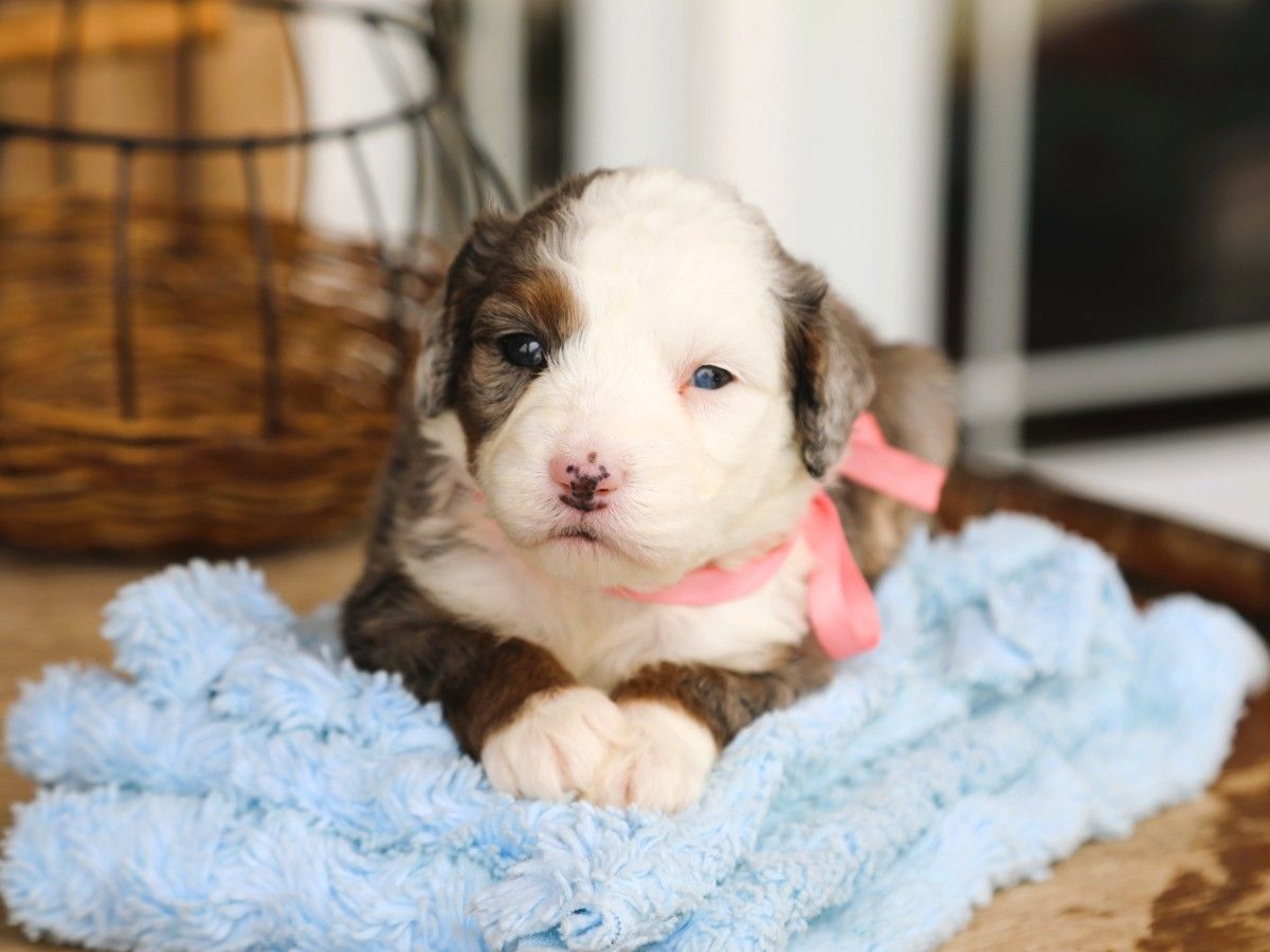 HAILEE • RESERVED