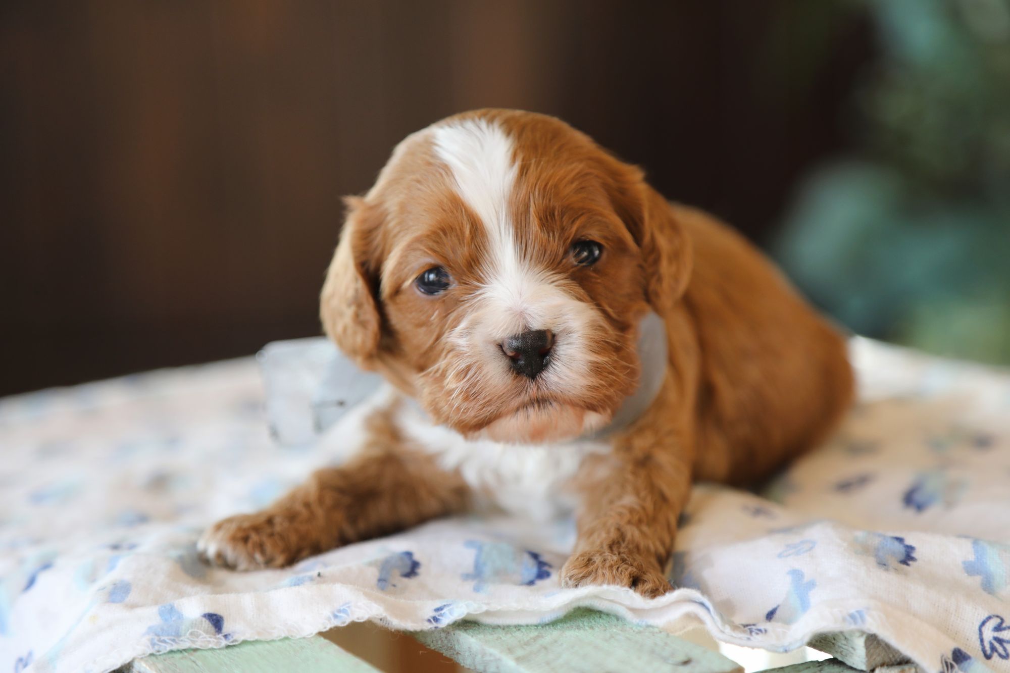 TROY • RESERVED