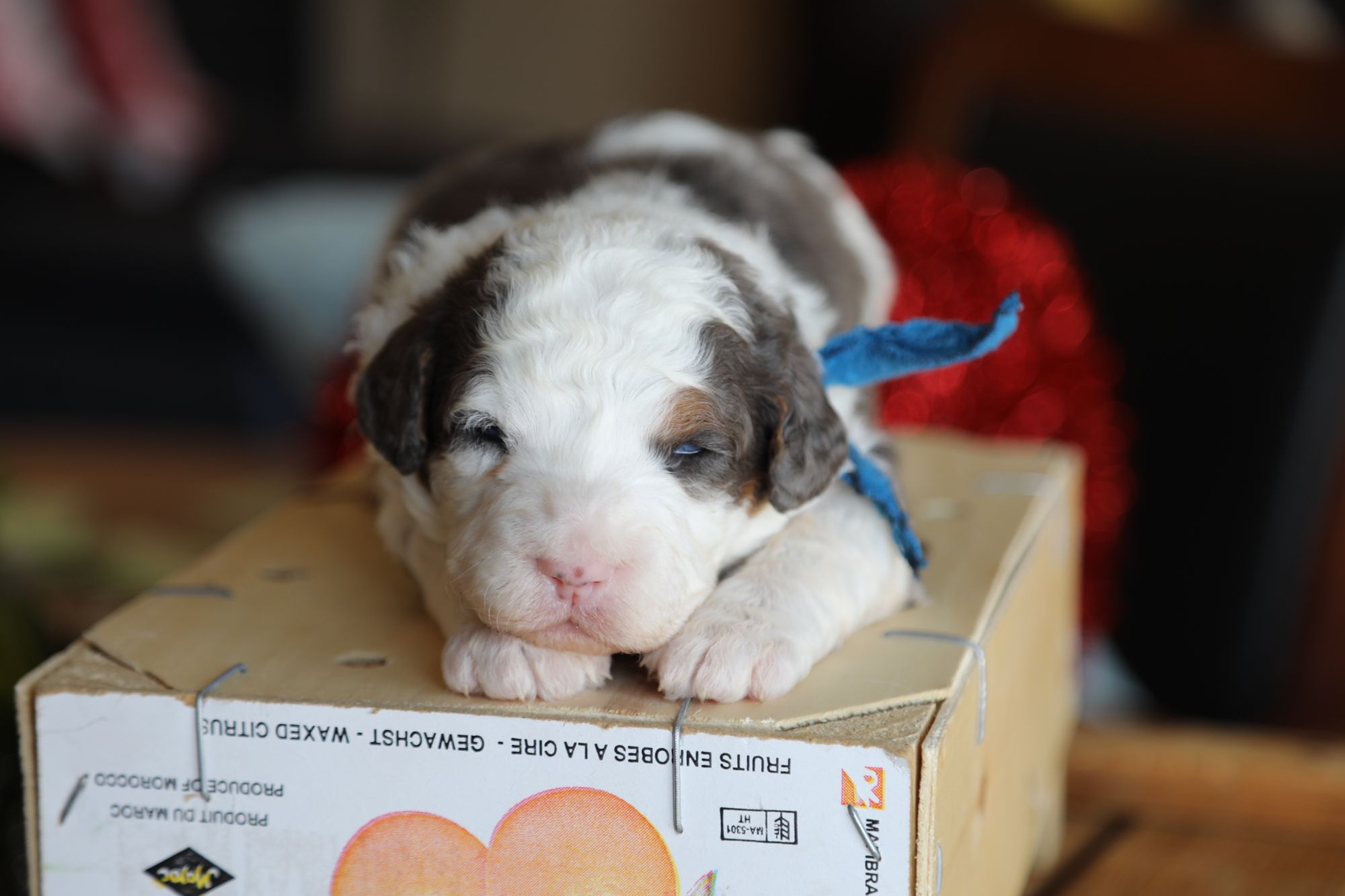 Zeus • Click to Meet