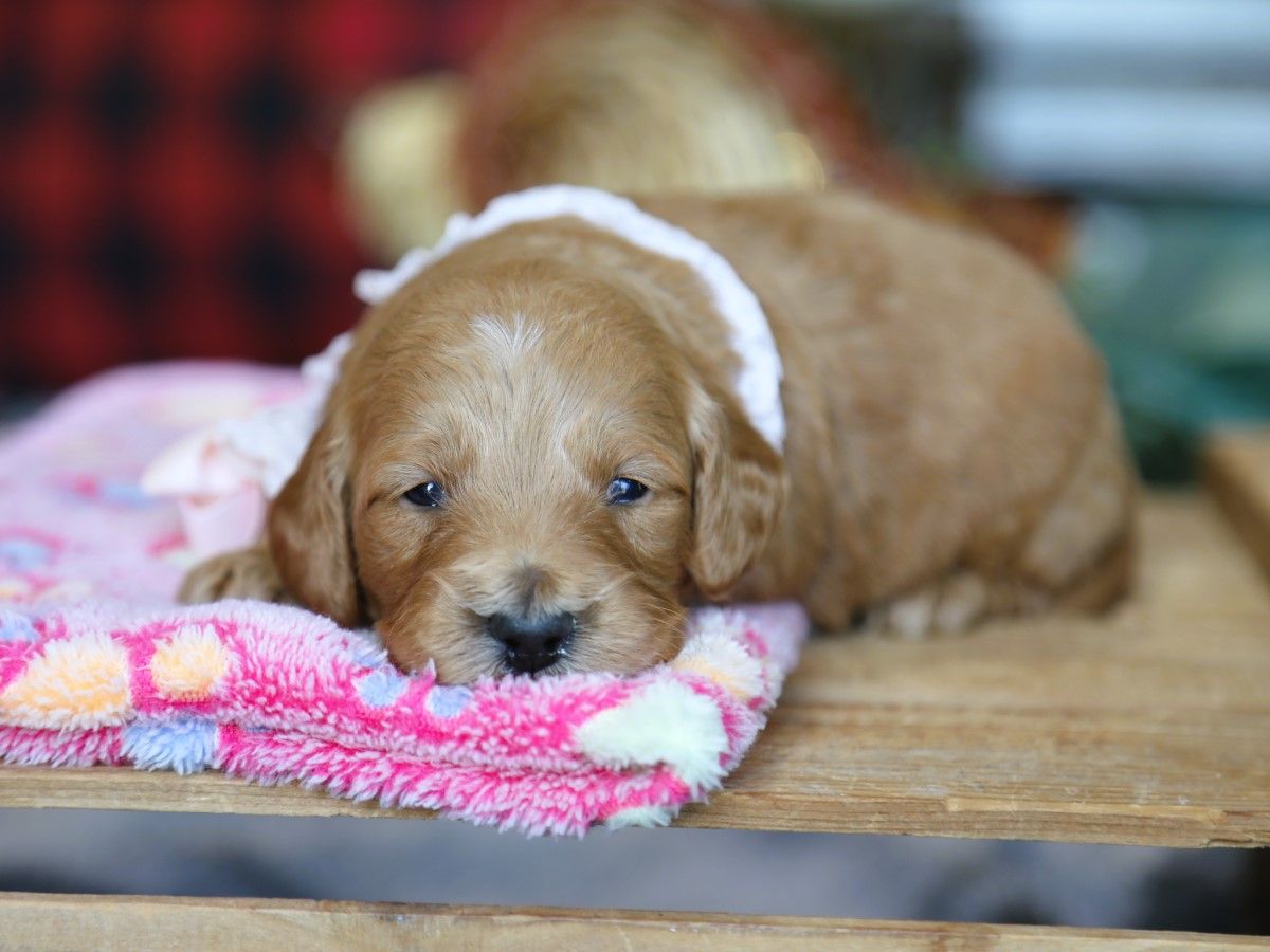 Ava • click to meet