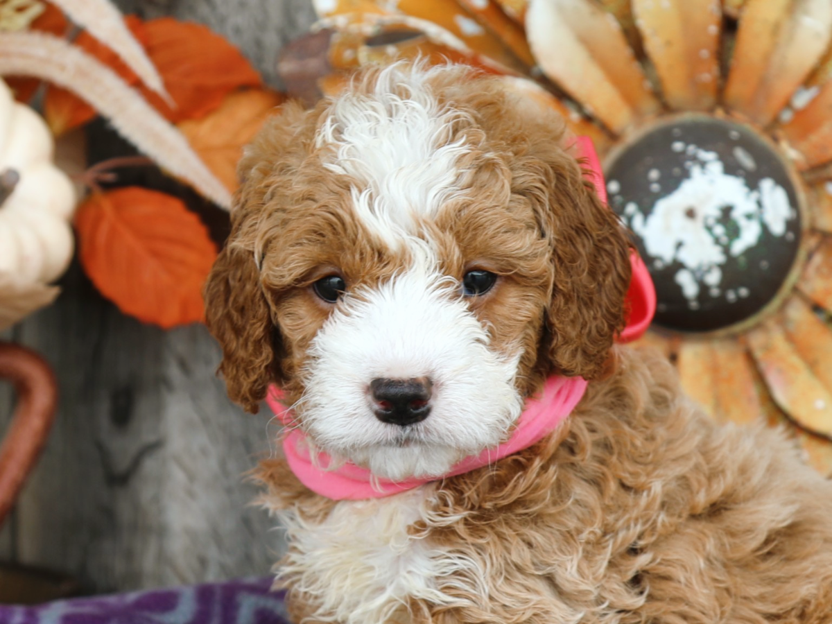 VIOLET • RESERVED