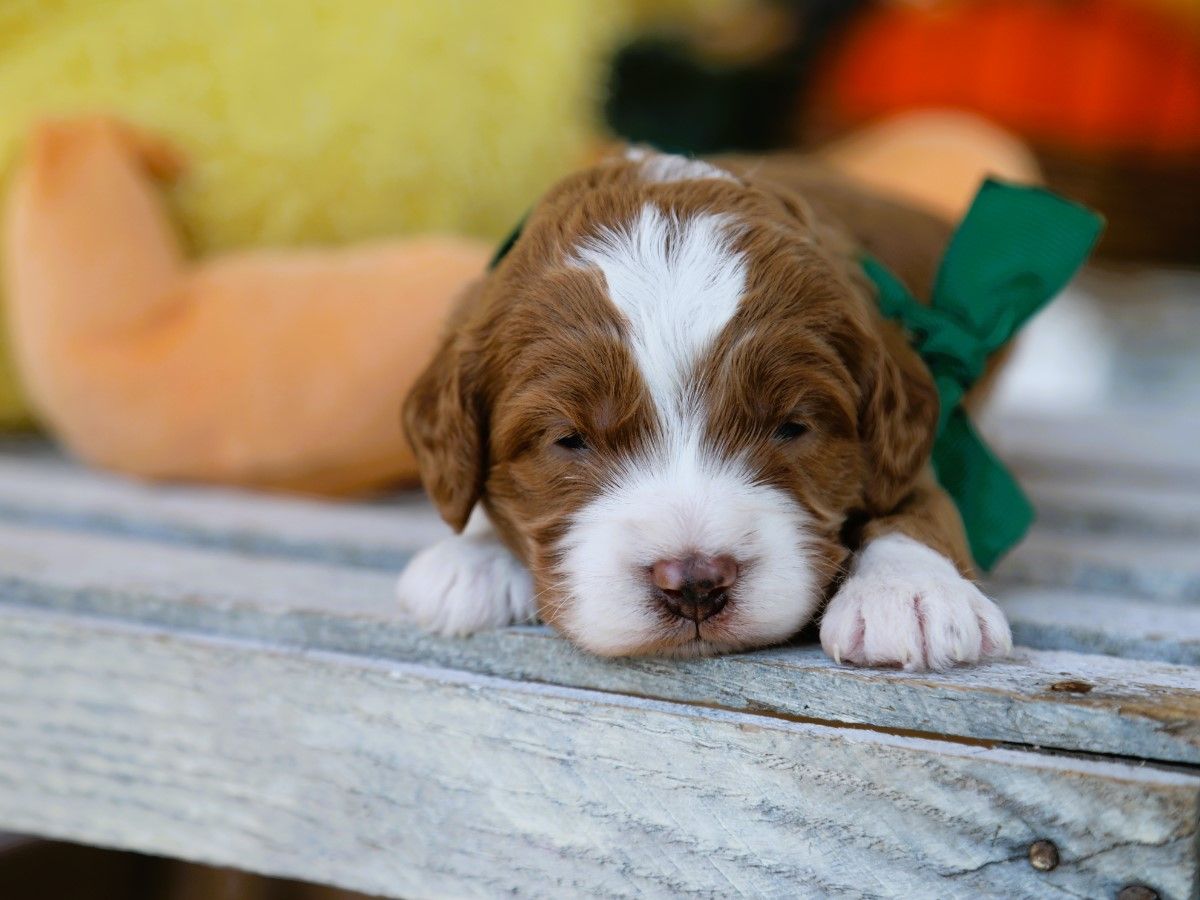Toffee (2).JPG