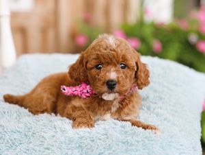 Abby • click to meet