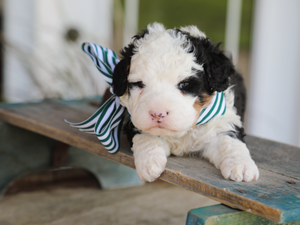 Timber • Click to meet