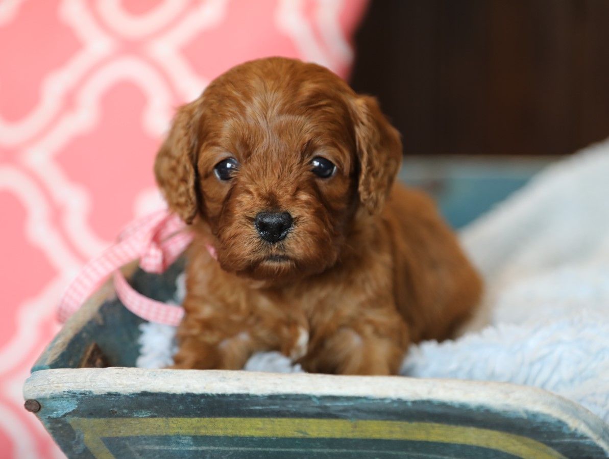 Indy • click to meet