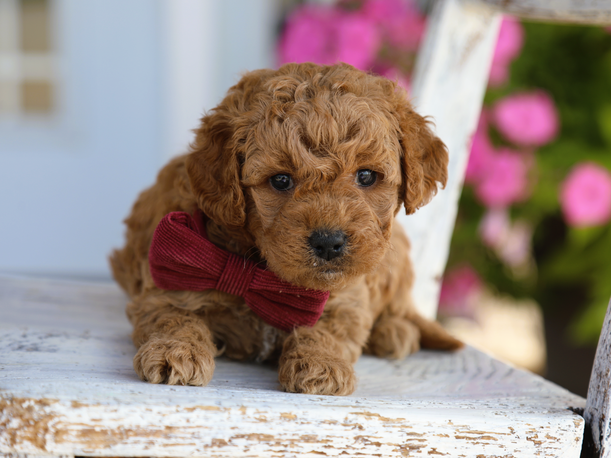  Junebug • click to meet