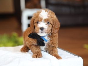 Alfie • click to meet