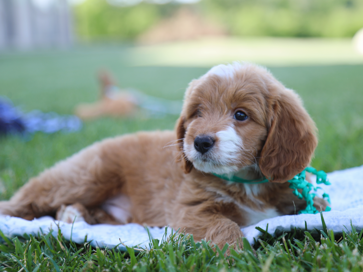 Teddy (4).png