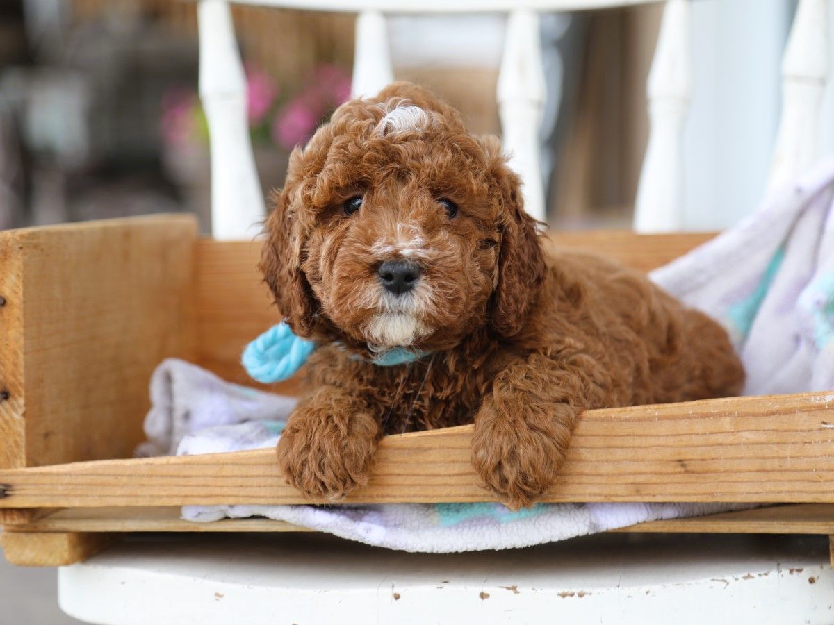 Barnie (4).JPG