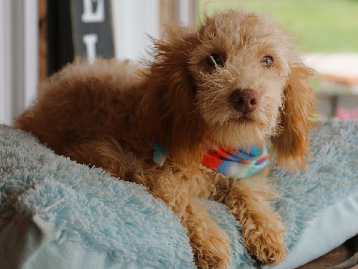 Tucker • click to meet