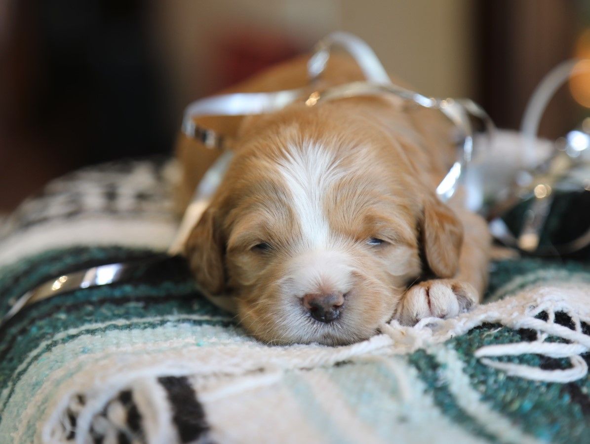 Jolly • click to meet