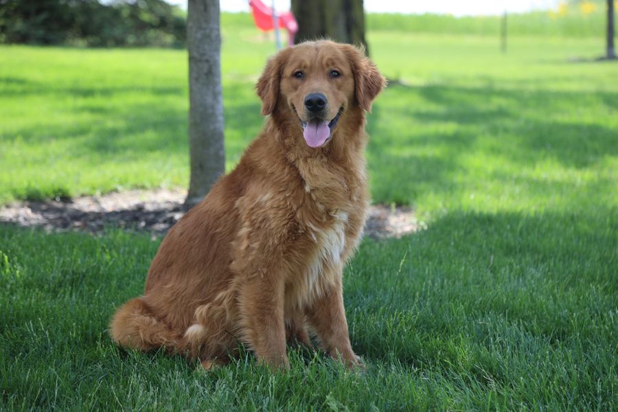 Jake (1).JPG