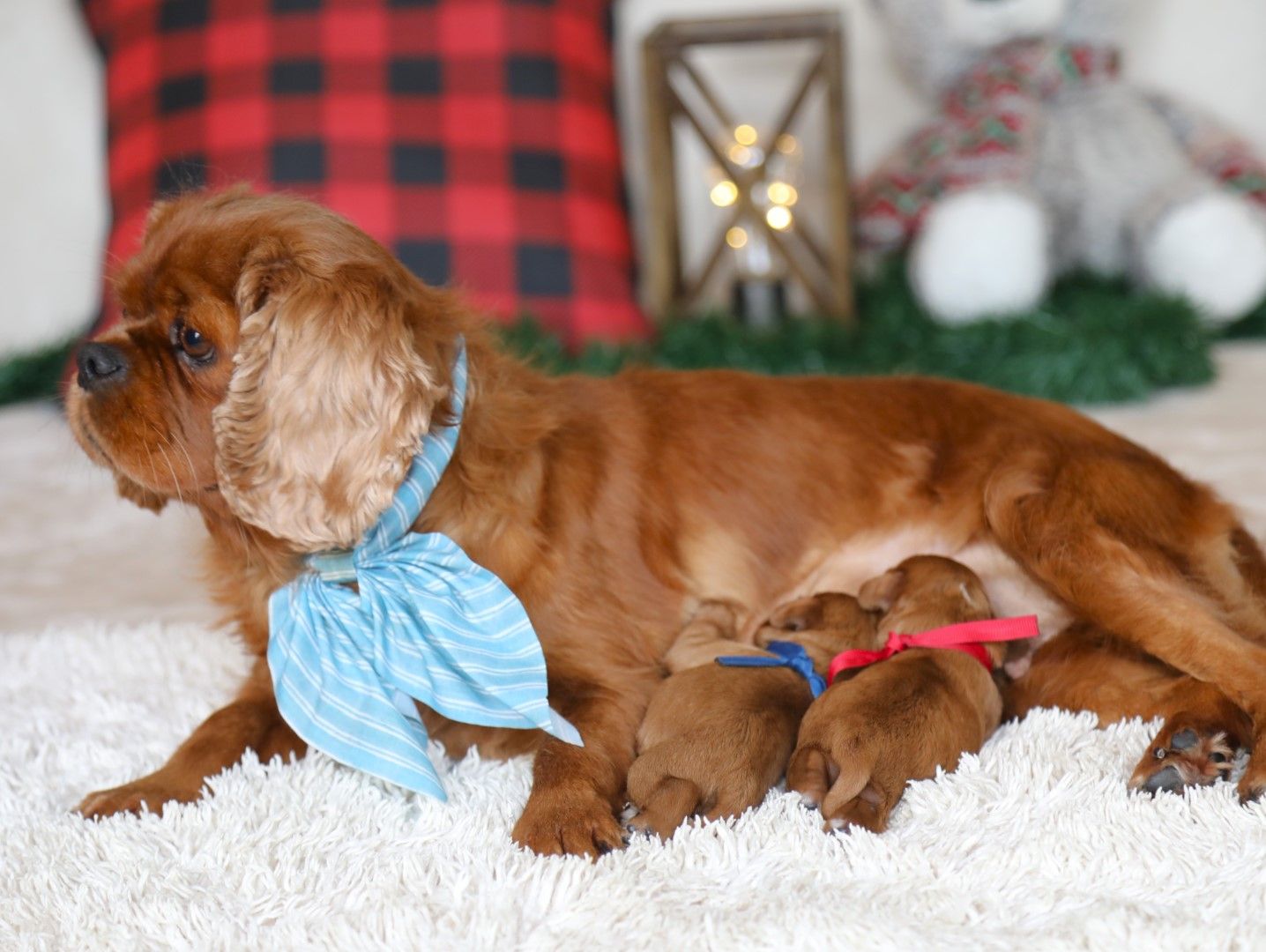 Dolly's Babies (2).JPG