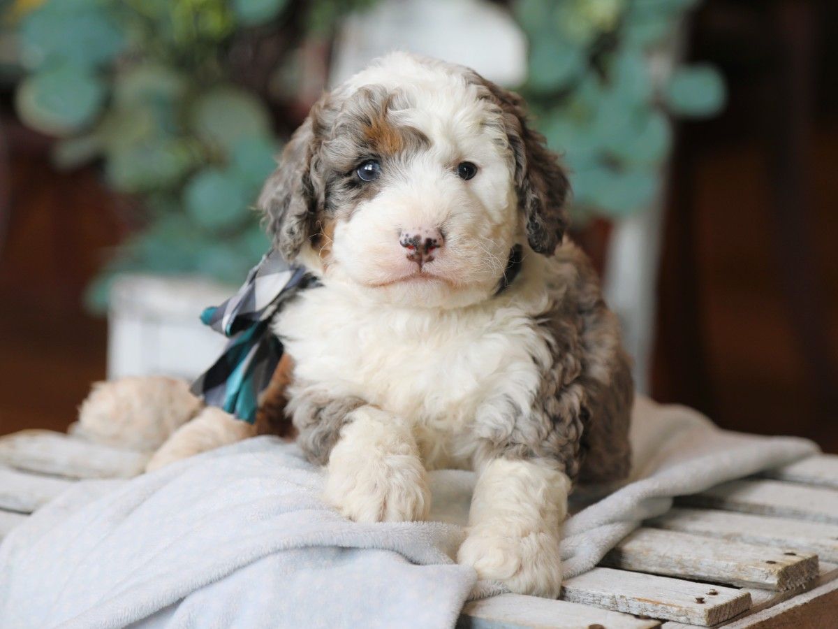 Boba • Click to Meet