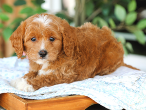Hazel • click to meet