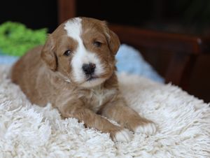 Easton - click to meet