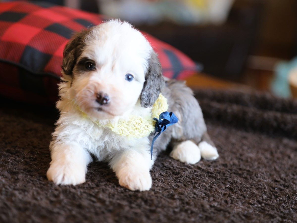 charlie (1).JPG