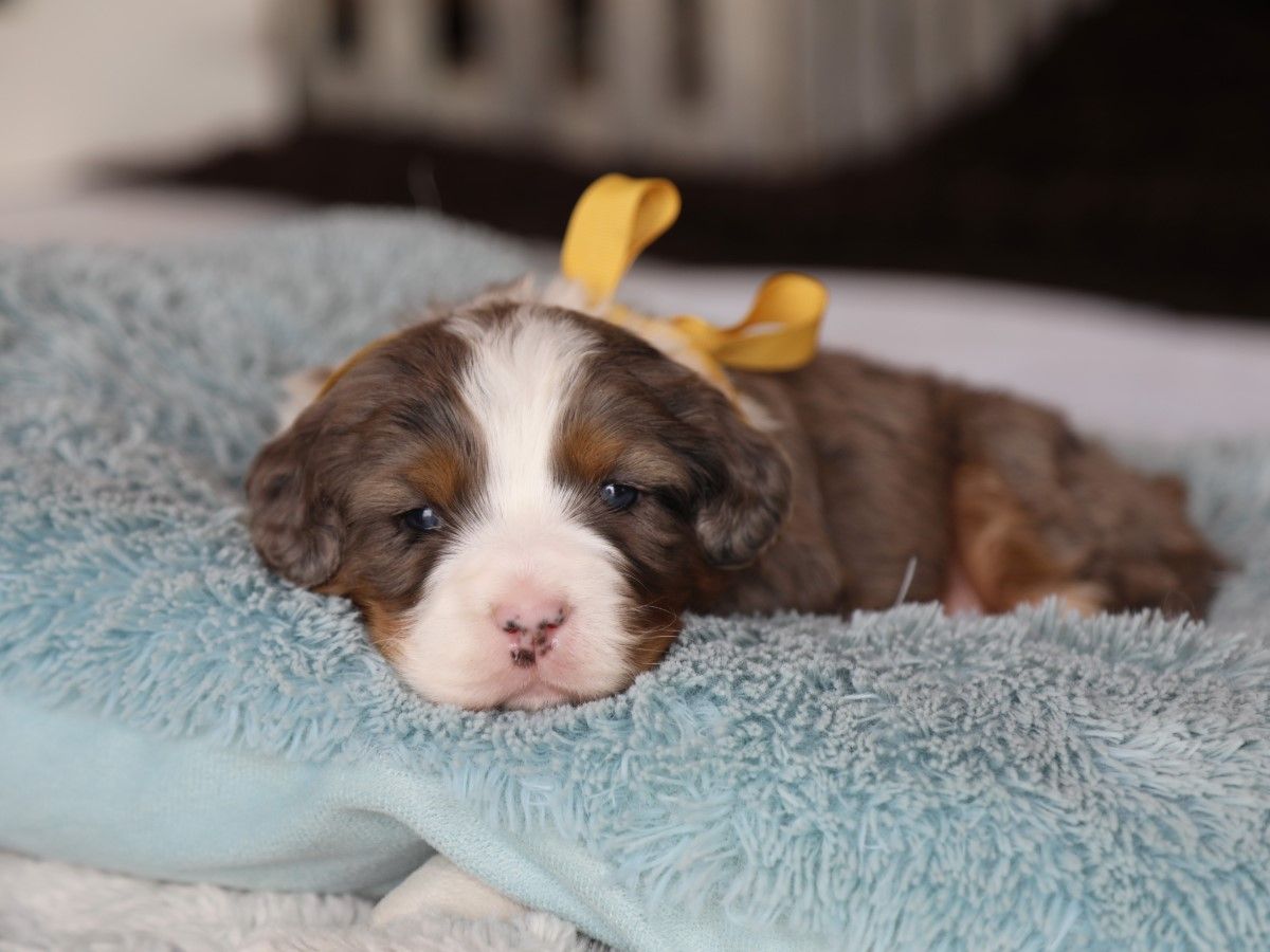 Finn - click to meet
