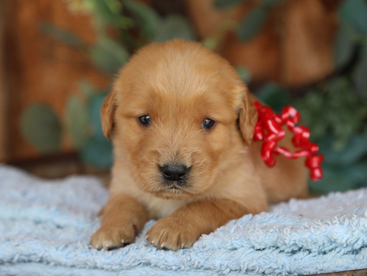 Reggie (3).JPG