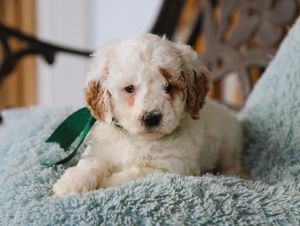 Easton • click to meet