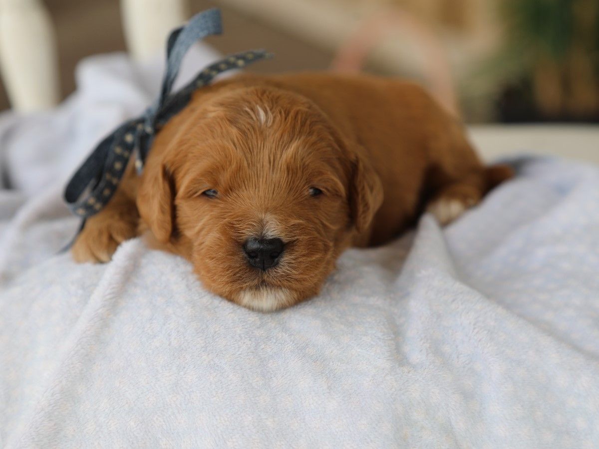 Russel • click to meet