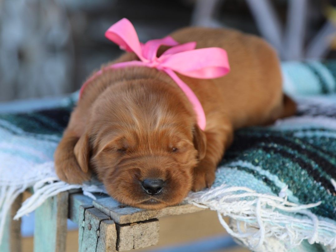 goldie (4).JPG