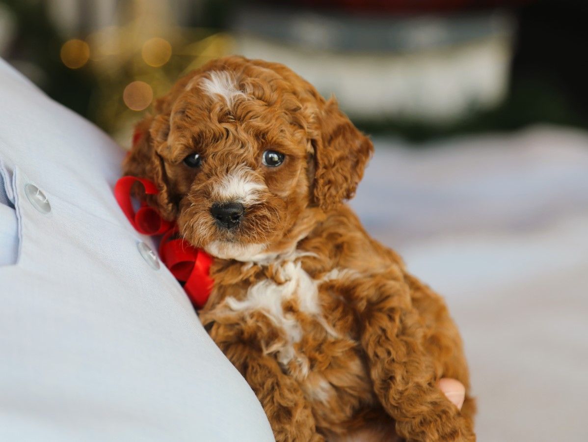 Sugar Plum • click to meet